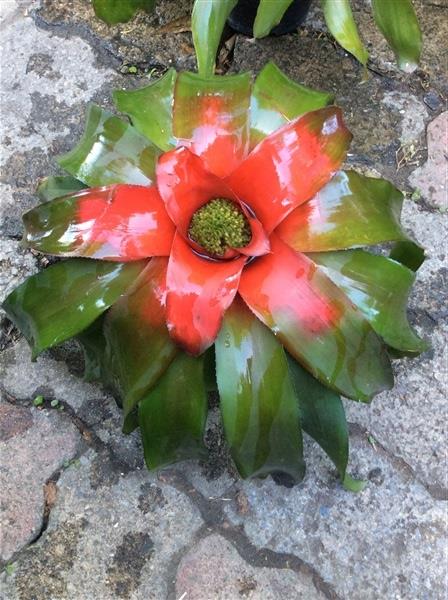 Bromeliads  | สวนจิตร -  กรุงเทพมหานคร