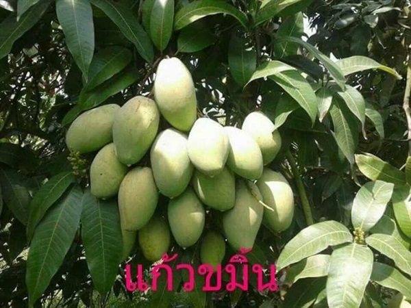 มะม่วงแก้วขมิ้นทวาย | สวนขยันกิจ - เมืองปราจีนบุรี ปราจีนบุรี