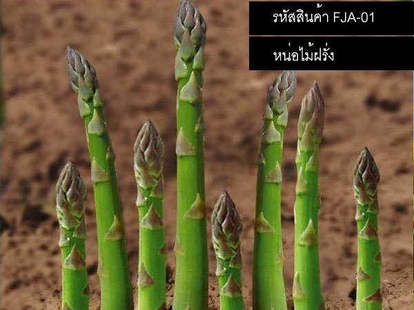 จำหน่ายเมล็ดพันธุ์หน่อไม้ฝรั่งเขียว (เมล็ดพันธุ์นำเข้า)