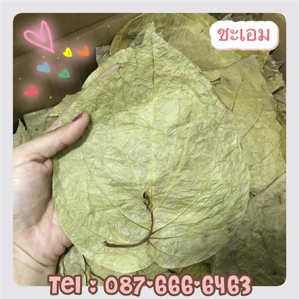 ใบพลูแห้ง | betel.forsale - สามพราน นครปฐม