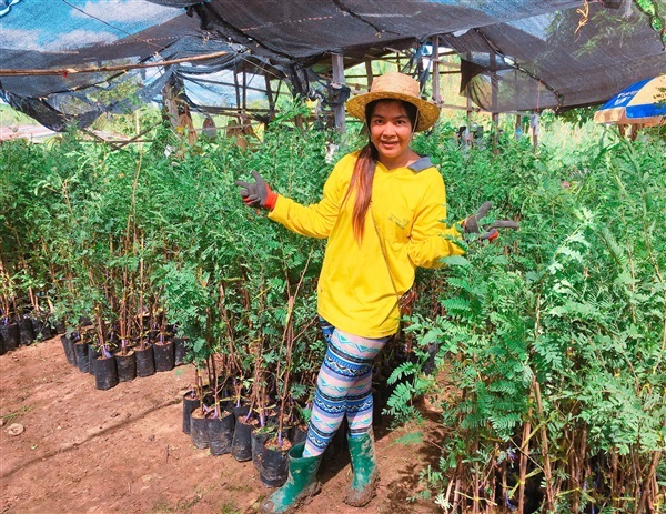 มะขามเปรี้ยวยักษ์ถูกที่สุด ส่งทุกที่ทั่วไทยคะ | สวน ป ประสิทธิ์ - หล่มสัก เพชรบูรณ์