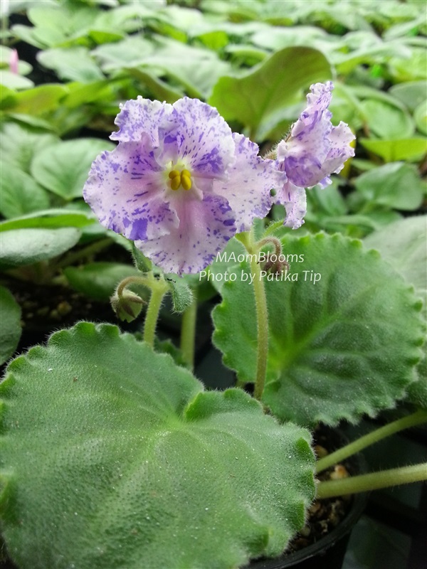 African violet  Amour Elite | MAomblooms - แม่เมาะ ลำปาง