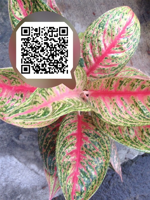 Chinese evergreen | สวนจิตร -  กรุงเทพมหานคร