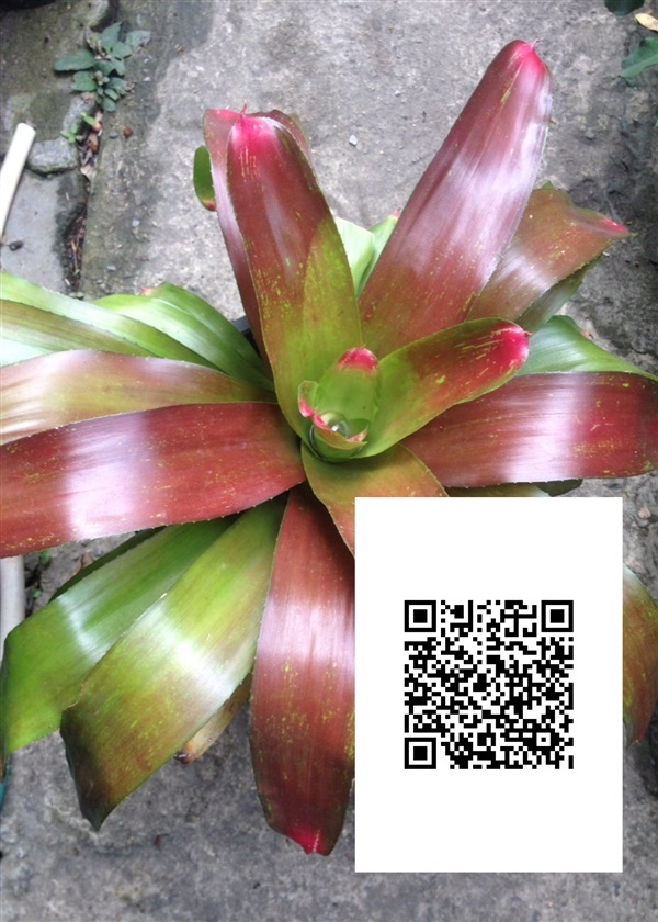 Bromiliad