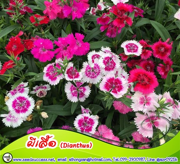 ดอกผีเสื้อ (Dianthus Mixs) / 100 เมล็ด