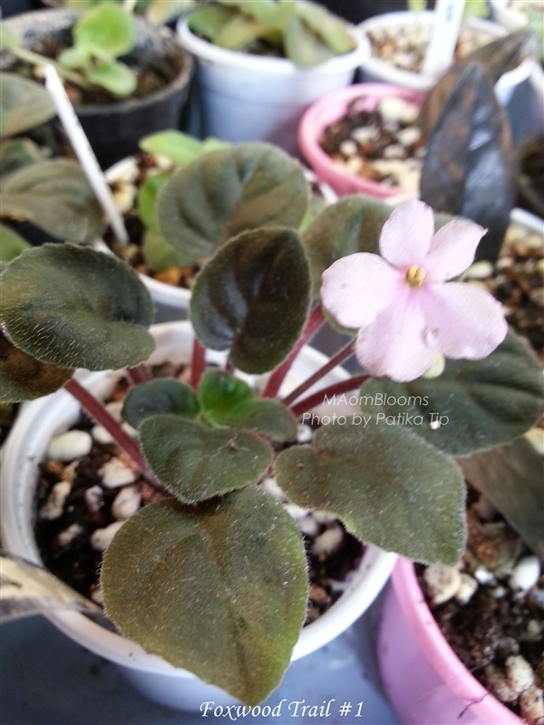 Foxwood trail : African violet | MAomblooms -  