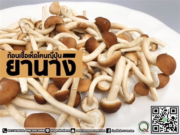 ก้อนเชื้อเห็ดยานางิ | C-Garden Farm - บางพลี สมุทรปราการ