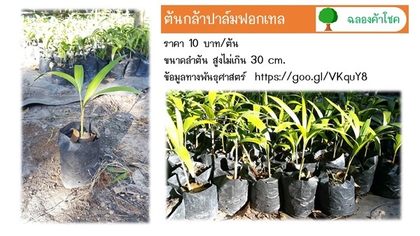 ต้นกล้าปาล์มฟอกเทล | ฉลองค้าโชค - เมืองปราจีนบุรี ปราจีนบุรี