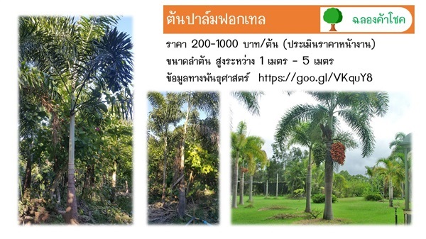 ต้นปาล์มฟอกเทลหางกระรอก | ฉลองค้าโชค - เมืองปราจีนบุรี ปราจีนบุรี