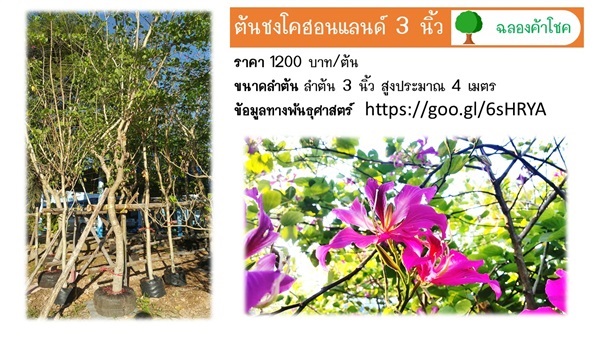 ชงโคฮอลแลนด์ ขนาด 3 นิ้ว