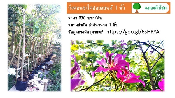 กิ่งตอนชงโคฮอลแลนด์ 1 นิ้ว | ฉลองค้าโชค - เมืองปราจีนบุรี ปราจีนบุรี