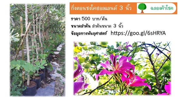 กิ่งตอนชงโคฮอลแลนด์ 3 นิ้ว | ฉลองค้าโชค - เมืองปราจีนบุรี ปราจีนบุรี