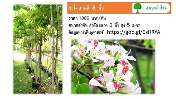 ชงโคสามสี 3 นิ้ว