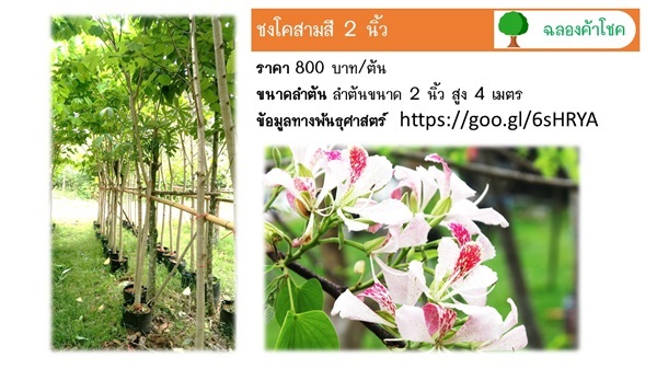 ชงโคสามสี 2 นิ้ว