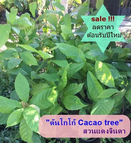 โกโก้ (cocao) | สวนแดงจินดา -  เชียงใหม่