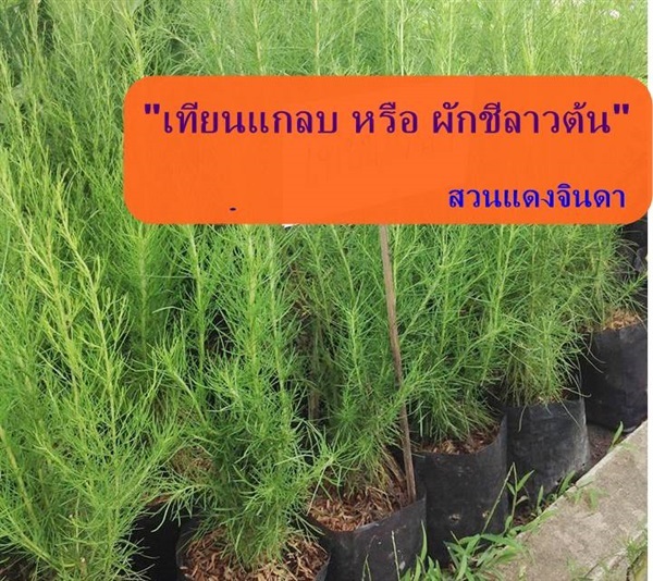 เทียนแกลบ ผักชีลาวต้น | สวนแดงจินดา -  เชียงใหม่