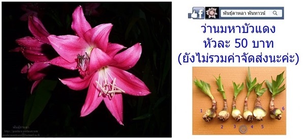 ว่านมหาบัวแดง | พันธุ์ดาหลา - เมืองเชียงใหม่ เชียงใหม่