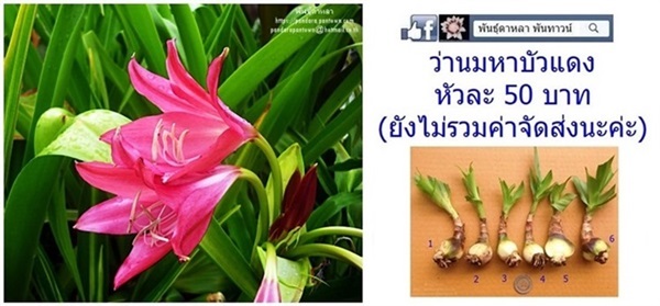 ว่านมหาบัวแดง | พันธุ์ดาหลา - เมืองเชียงใหม่ เชียงใหม่