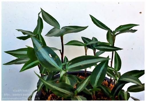 ลายน้ำทอง Jewel Orchid