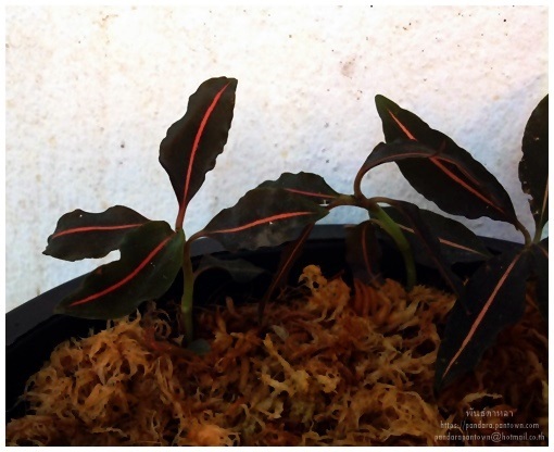 ลายน้ำทอง Jewel Orchid | พันธุ์ดาหลา - เมืองเชียงใหม่ เชียงใหม่