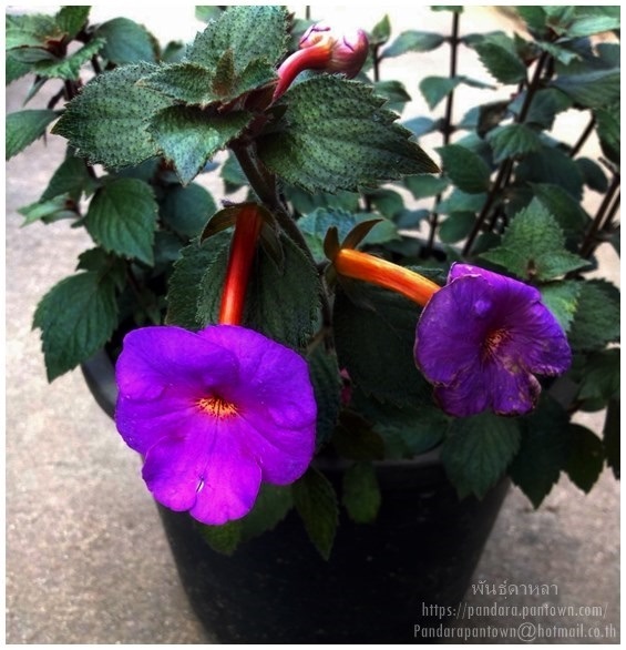 Achimenes Purple (ไม้หัวดอกสีม่วง) | พันธุ์ดาหลา - เมืองเชียงใหม่ เชียงใหม่