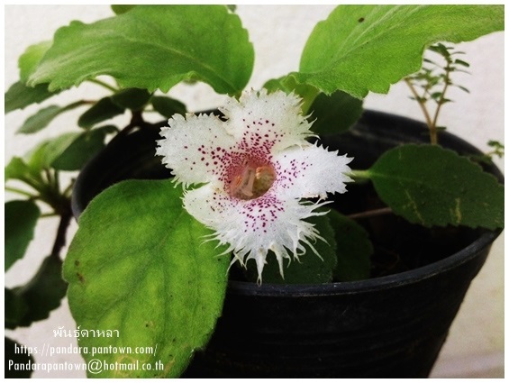 Alsobia dianthiflora | พันธุ์ดาหลา - เมืองเชียงใหม่ เชียงใหม่