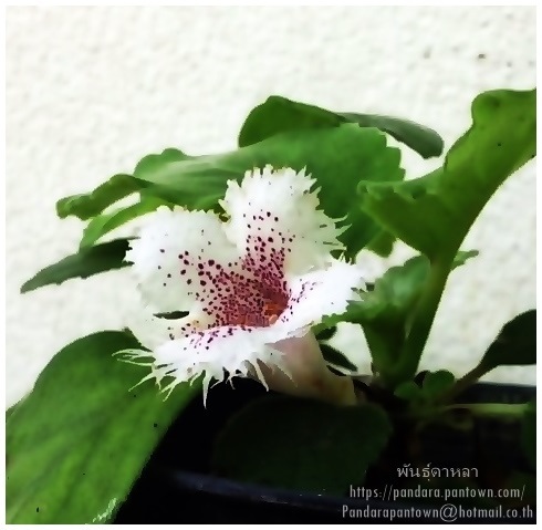 Alsobia dianthiflora  | พันธุ์ดาหลา - เมืองเชียงใหม่ เชียงใหม่