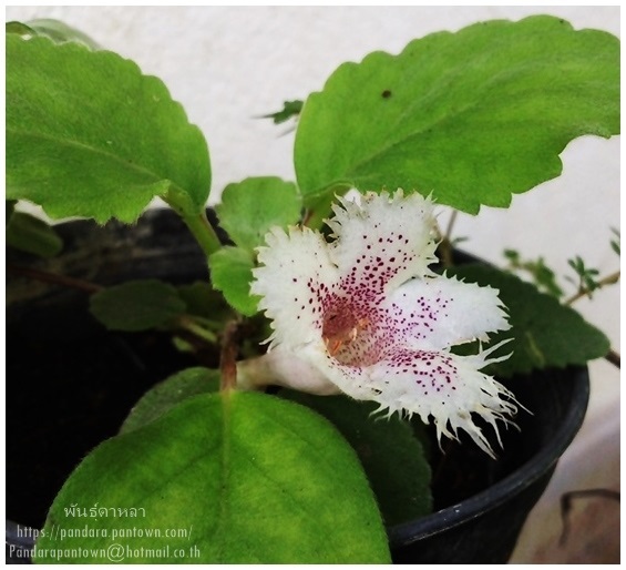 Alsobia dianthiflora | พันธุ์ดาหลา - เมืองเชียงใหม่ เชียงใหม่