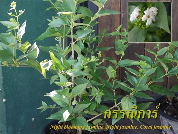 กรรณิการ์ Night blooming jasmine, Night jasmine, Coral jasmi | สวนรัชยันต์65 - วังทองหลาง กรุงเทพมหานคร