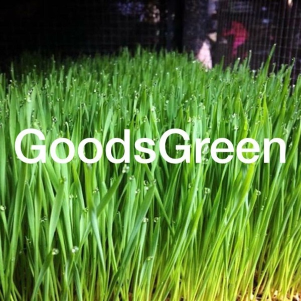 ต้นอ่อนข้าวสาลี ตัดสด  | GreenGoods - สวนหลวง กรุงเทพมหานคร