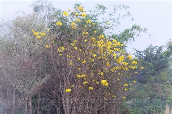 เหลืองเชียงราย |  สวนบ้านกนิษฐา คลอง 15 - องครักษ์ นครนายก