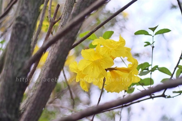 เหลืองเชียงราย |  สวนบ้านกนิษฐา คลอง 15 - องครักษ์ นครนายก