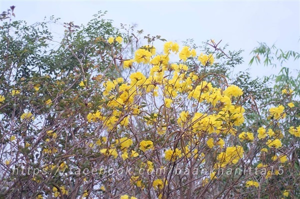 เหลืองเชียงราย |  สวนบ้านกนิษฐา คลอง 15 - องครักษ์ นครนายก