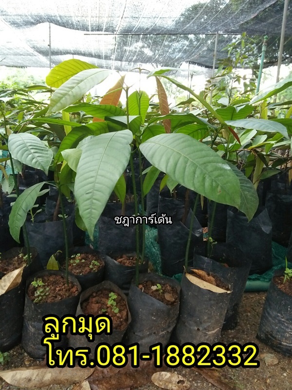 ต้นลูกมุด ต้นส้มมุด | ชฎา - เมืองนครศรีธรรมราช นครศรีธรรมราช