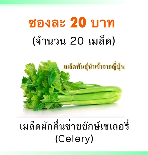 เมล็ดเซเลอรี่ (คื่นช่ายยักษ์) | Mono Poly Fruits - เมืองเชียงใหม่ เชียงใหม่