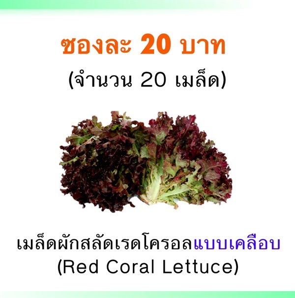 เมล็ดผักสลัดเรดโครอล (แบบเคลือบ) | Mono Poly Fruits - เมืองเชียงใหม่ เชียงใหม่