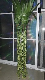 dacena lucky bamboo ไผ่กวนอิม ไม้มงคล  