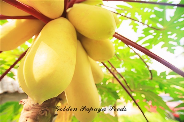 มะละกอสีเหลืองทอง ก้านสีแดง | Golden Papaya Seeds - สุขสำราญ ระนอง