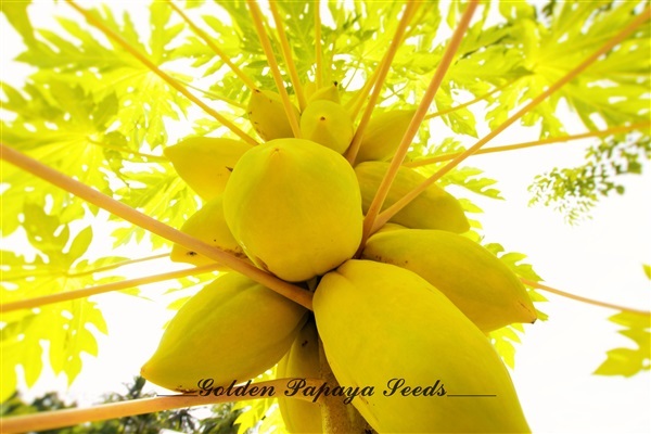 มะละกอสีเหลืองทอง ก้านสีเหลือง | Golden Papaya Seeds - สุขสำราญ ระนอง