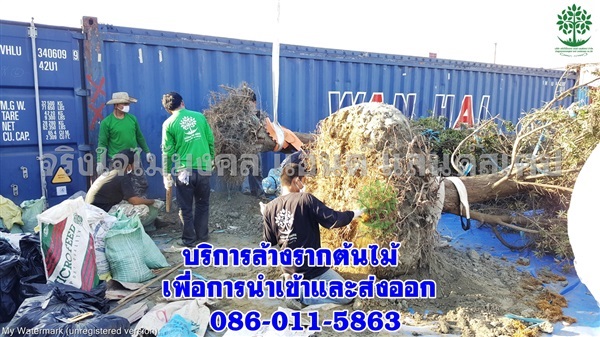 รับล้างรากต้นไม้ใหญ่เพื่อส่งออกต่างประเทศ | จริงใจไม้มงคล แอนด์ แลนด์สเคป - ลำลูกกา ปทุมธานี