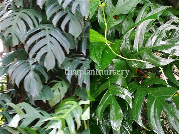 พลูฉีก Epipremnum Pinnatum | ThaiPlantNursery -  กรุงเทพมหานคร