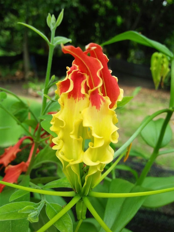 ตอนนี้มี หัวดองดึง Gloriosa Superba มีของแล้วนะค่ะ  | สวนศรีชาวนา - เมืองปราจีนบุรี ปราจีนบุรี