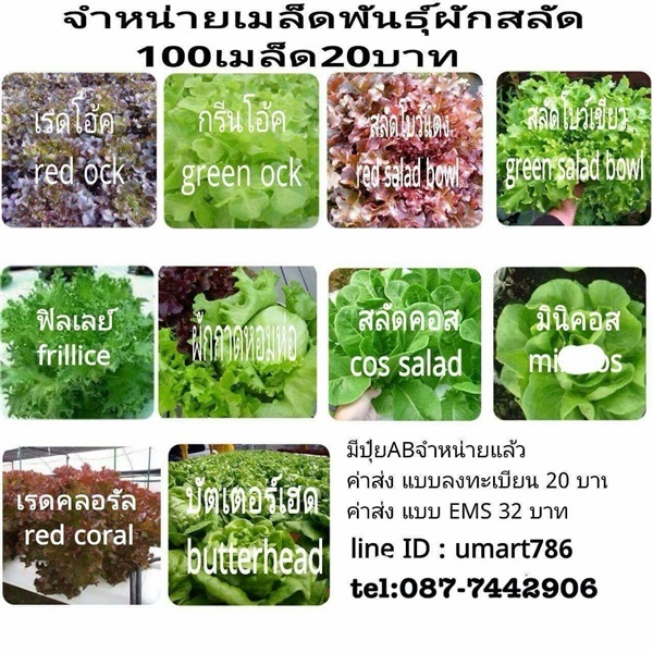 เมล็ดพันธุ์ผักสลัด