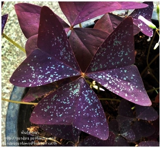 Oxalis  Hybrid  | พันธุ์ดาหลา - เมืองเชียงใหม่ เชียงใหม่