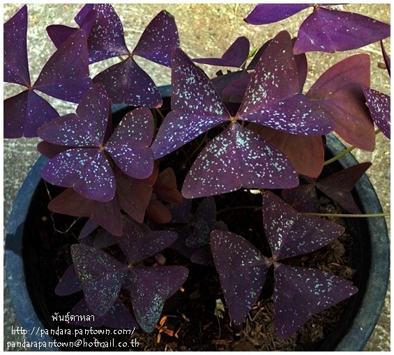 Oxalis  Hybrid  | พันธุ์ดาหลา - เมืองเชียงใหม่ เชียงใหม่