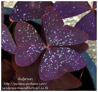 Oxalis  Hybrid  | พันธุ์ดาหลา - เมืองเชียงใหม่ เชียงใหม่