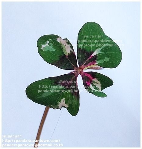 Oxalis Varigated | พันธุ์ดาหลา - เมืองเชียงใหม่ เชียงใหม่