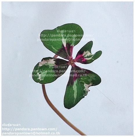 Oxalis Varigated