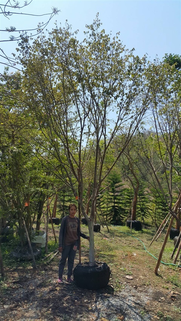 ต้นรวงผึ้งมีขนาด 2-10 นิ้ว | บ้านและสวนไม้ล้อม - เมืองสระบุรี สระบุรี