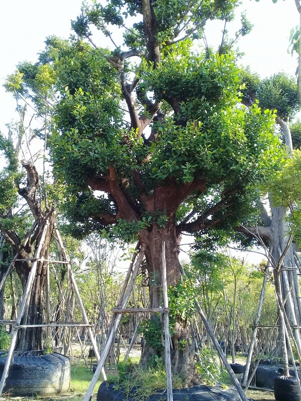 ต้นมั่งมี มีขนาด 8-30 นิ้ว | บ้านและสวนไม้ล้อม - เมืองสระบุรี สระบุรี